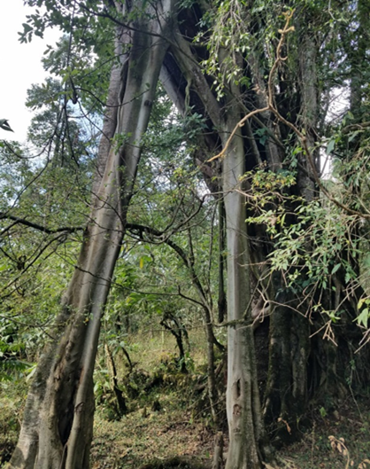 tree
