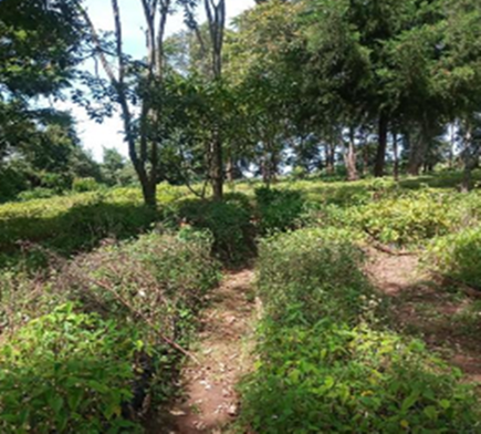 Nursery