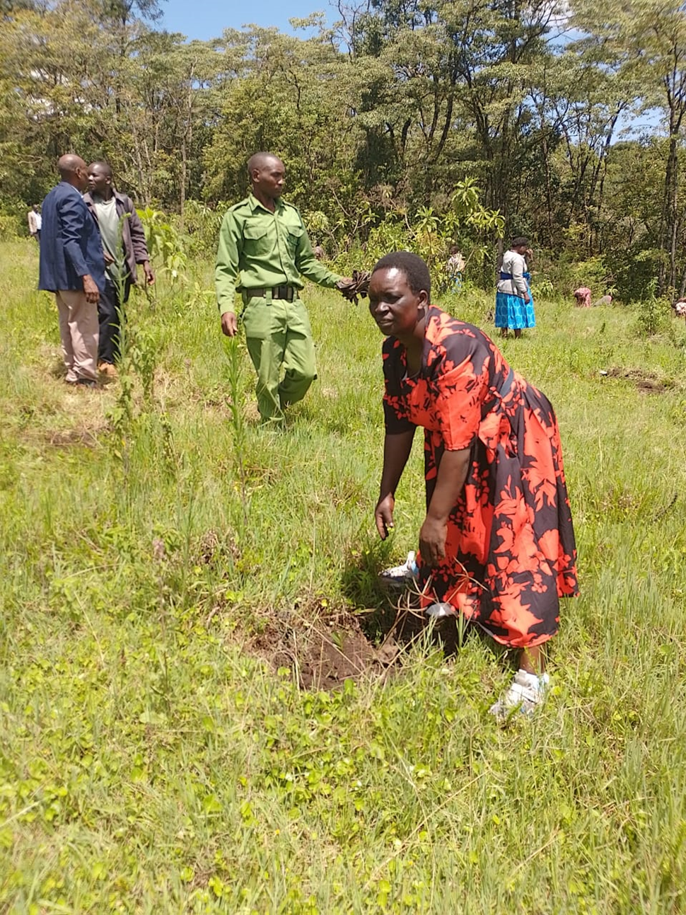 Tree planting