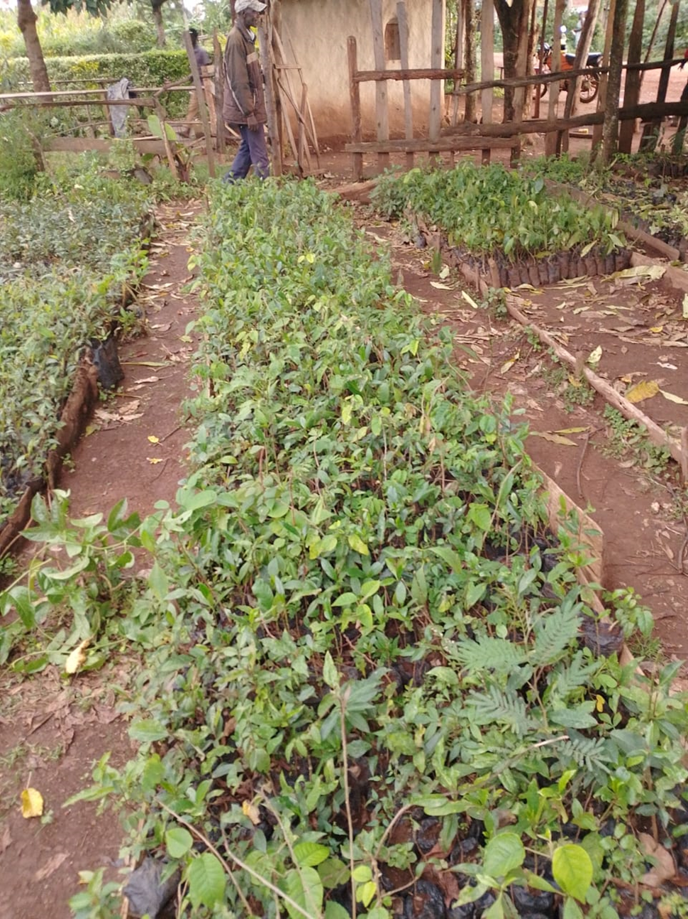 Tree Nursery