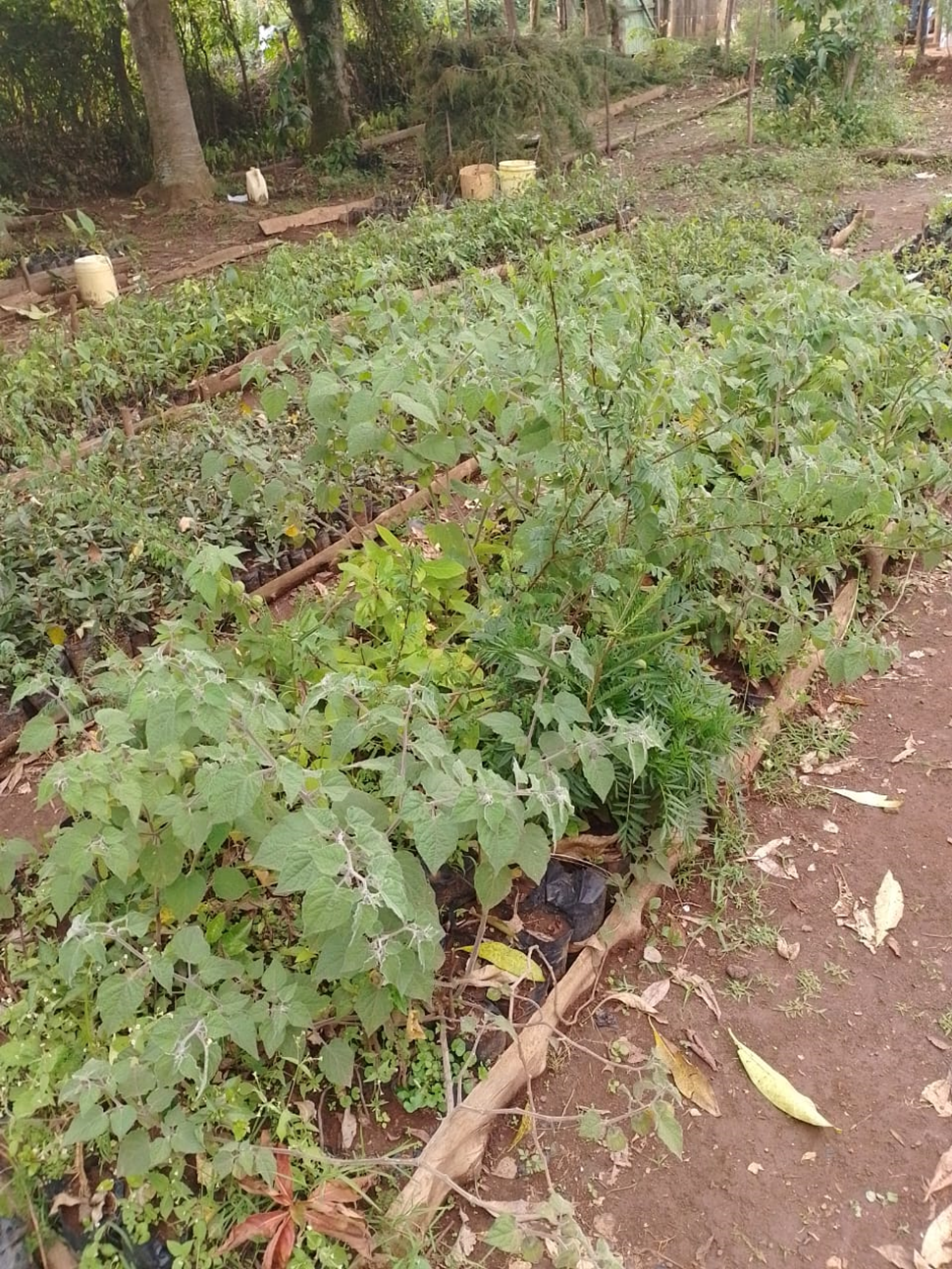Tree Nursery