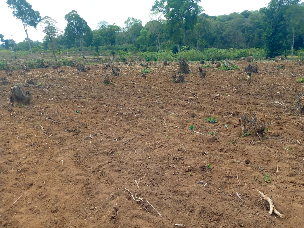 Field ready for Agroforestry under PELIS System