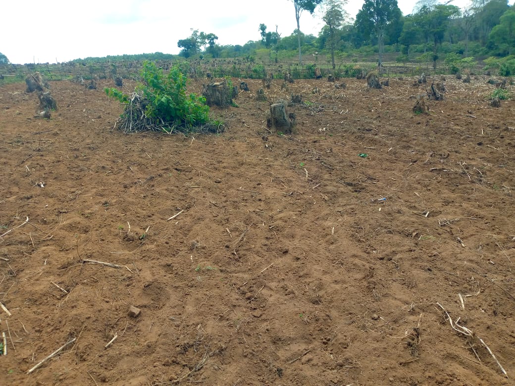 Field ready for Agroforestry under PELIS System