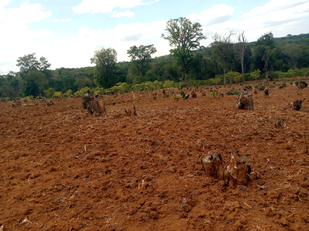 Field ready for Agroforestry under PELIS System