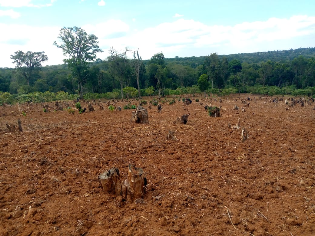Field ready for Agroforestry under PELIS System