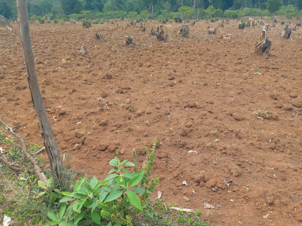 Field ready for Agroforestry under PELIS System