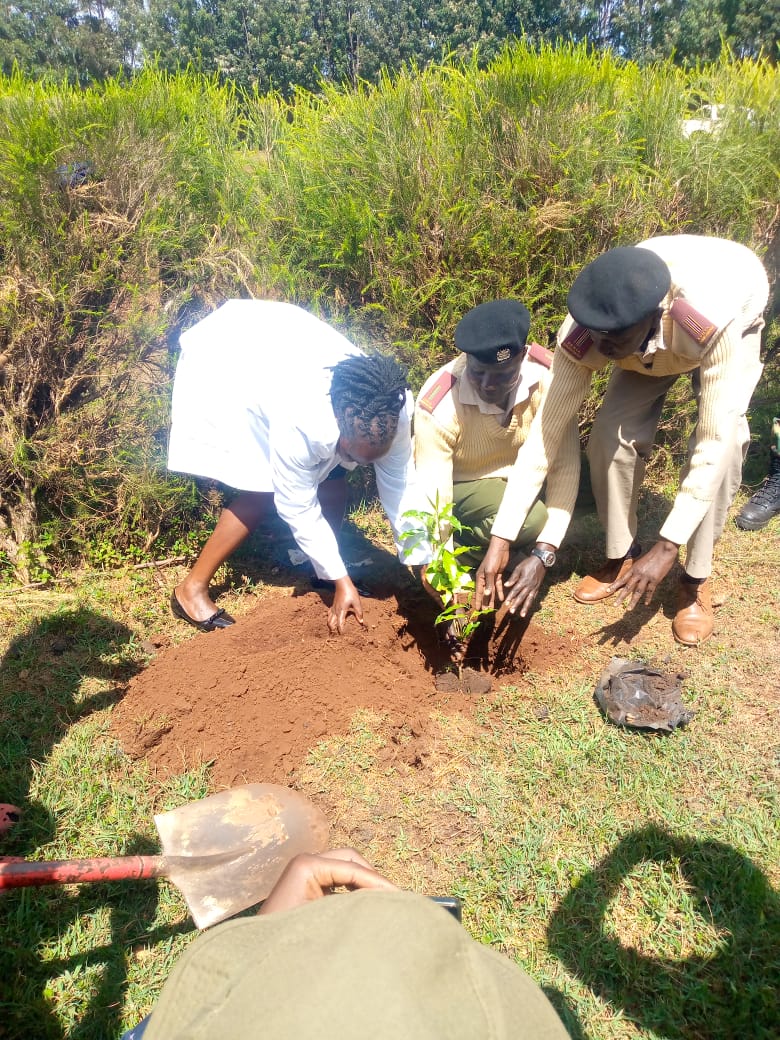 International Forest Tree Planting Day
