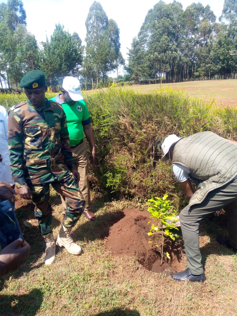International Forest Tree Planting Day