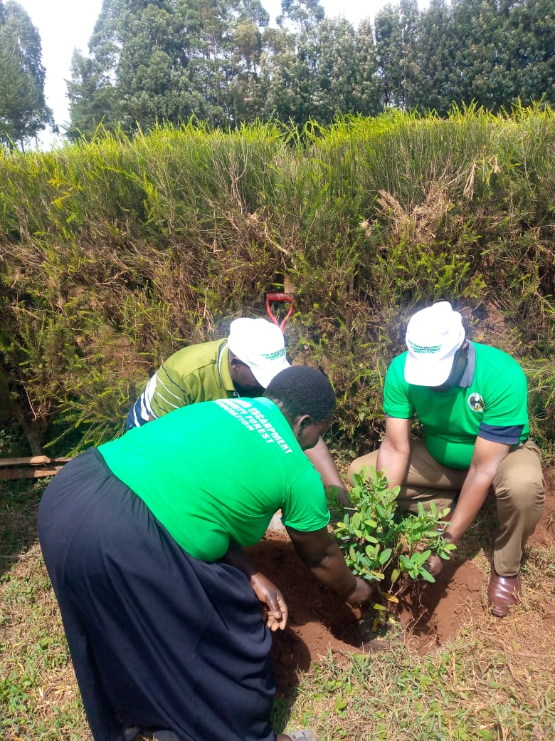 International Forest Tree Planting Day
