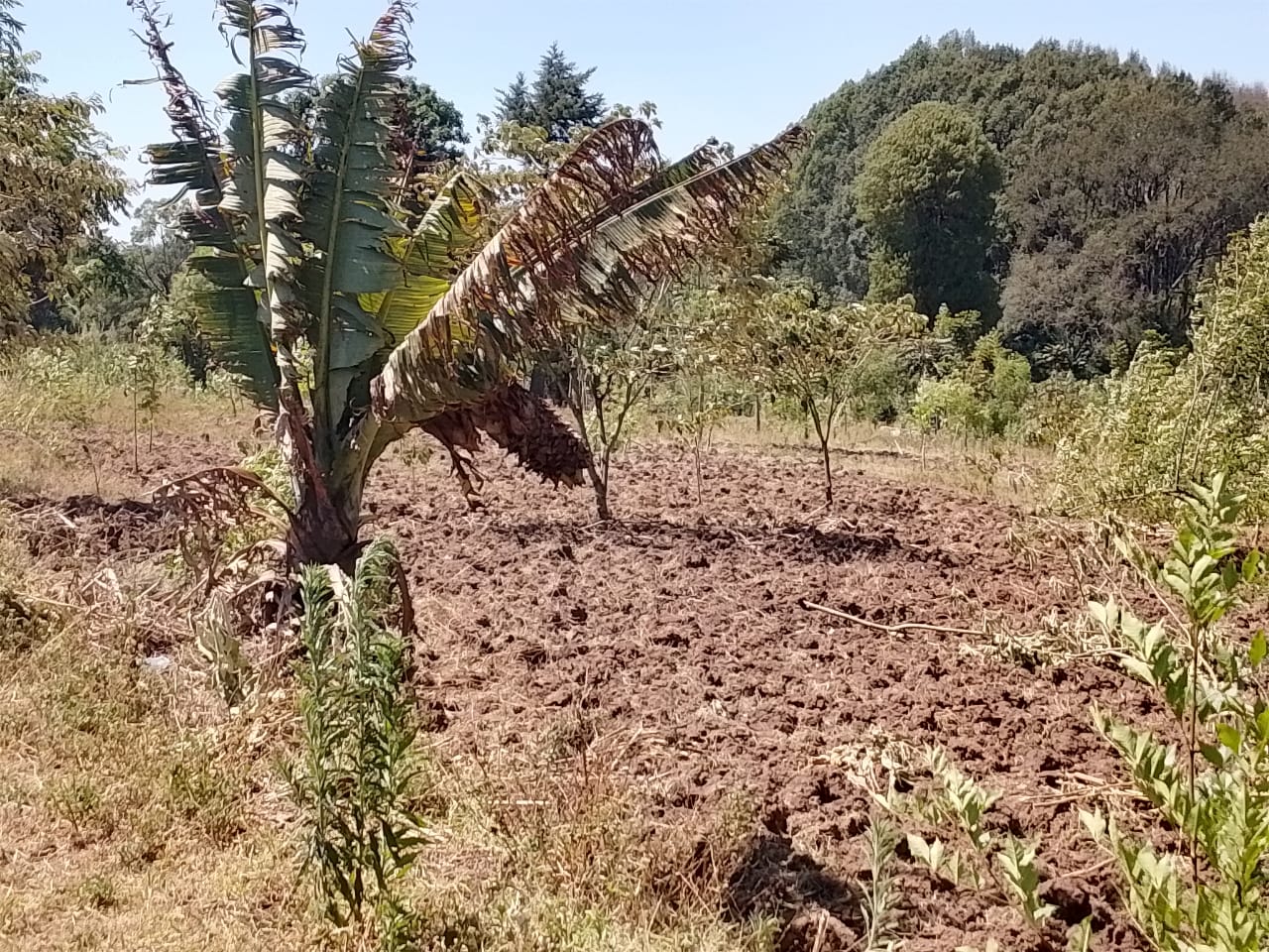 Field ready for Agroforestry under PELIS System
