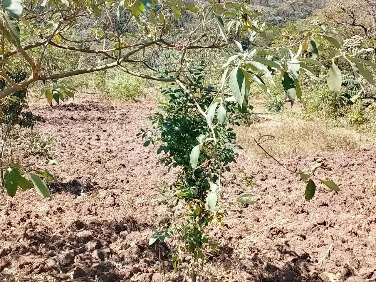 Field ready for Agroforestry under PELIS System