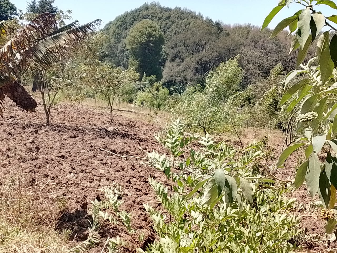 Field ready for Agroforestry under PELIS System