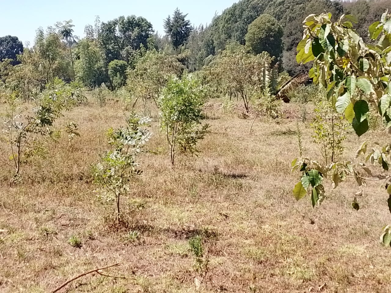 Field ready for Agroforestry under PELIS System