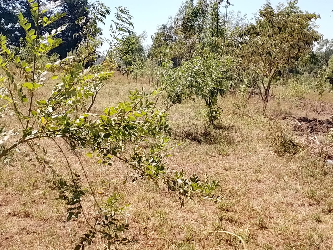 Field ready for Agroforestry under PELIS System