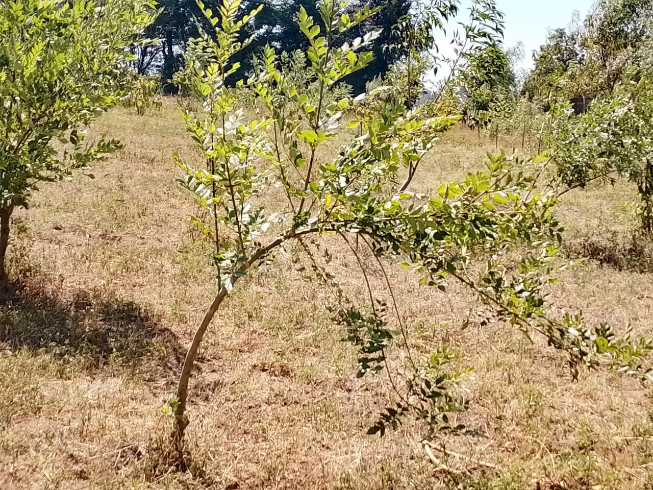 Field ready for Agroforestry under PELIS System